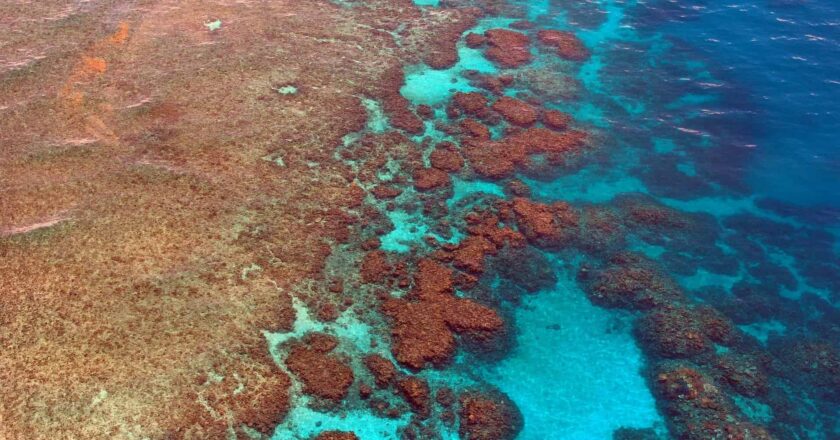 Earth Hour Founder To Conduct Great Barrier Reef Census