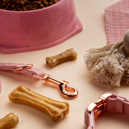 Discover the 10 Best Accessories for Your Pet To Keep Happy